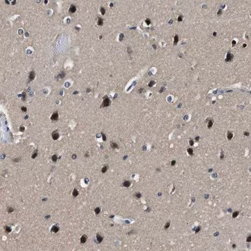 Anti-LANCL2 antibody produced in rabbit, 1 X 100 µL (HPA019711-100UL)