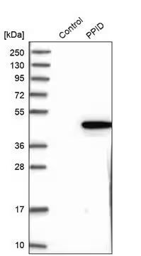 Anti-PPID antibody produced in rabbit, 1 X 100 µL (HPA019520-100UL)