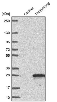 Anti-TMEM126B antibody produced in rabbit, 1 X 100 µL (HPA019186-100UL)