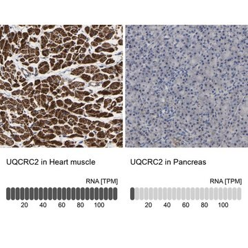 Anti-UQCRC2 antibody produced in rabbit, 1 X 100 µL (HPA019146-100UL)