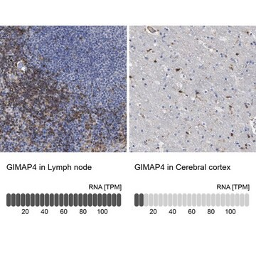 Anti-GIMAP4 antibody produced in rabbit, 1 X 100 µL (HPA019135-100UL)