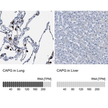 Anti-CAPG antibody produced in rabbit, 1 X 100 µL (HPA019080-100UL)