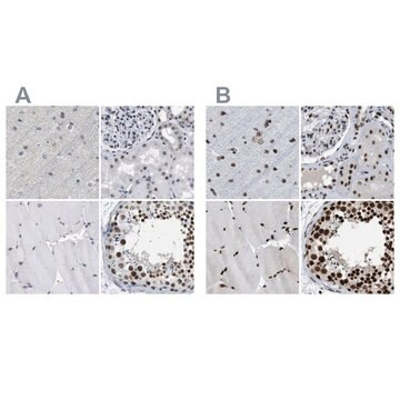 Anti-SCAF4 antibody produced in rabbit, 1 X 100 µL (HPA018668-100UL)