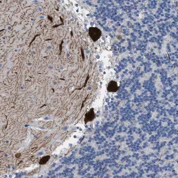 Anti-PDE1B antibody produced in rabbit, 1 X 100 µL (HPA018492-100UL)