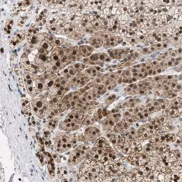 Anti-NUP35 antibody produced in rabbit, 1 X 100 µL (HPA018401-100UL)
