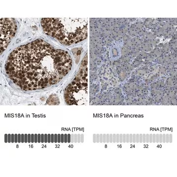 Anti-MIS18A antibody produced in rabbit, 1 X 100 µL (HPA018286-100UL)
