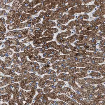 Anti-ILDR1 antibody produced in rabbit, 1 X 100 µL (HPA018207-100UL)
