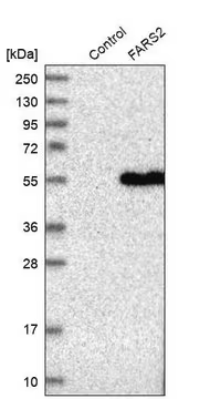 Anti-FARS2 antibody produced in rabbit, 1 X 100 µL (HPA018148-100UL)