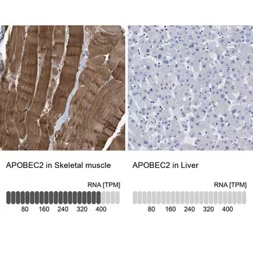 Anti-APOBEC2 antibody produced in rabbit, 1 X 100 µL (HPA017957-100UL)