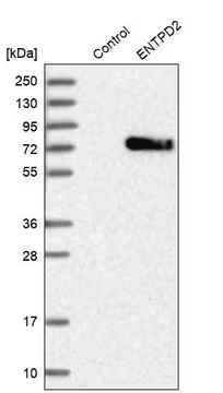 Anti-ENTPD2 antibody produced in rabbit, 1 X 100 µL (HPA017676-100UL)