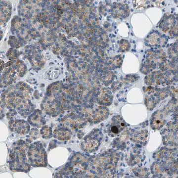 Anti-LGI2 antibody produced in rabbit, 1 X 100 µL (HPA017140-100UL)