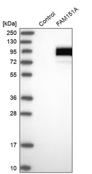 Anti-FAM151A antibody produced in rabbit, 1 X 100 µL (HPA016840-100UL)