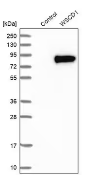Anti-WSCD1 antibody produced in rabbit, 1 X 100 µL (HPA015919-100UL)