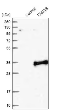 Anti-FAM3B antibody produced in rabbit, 1 X 100 µL (HPA015885-100UL)