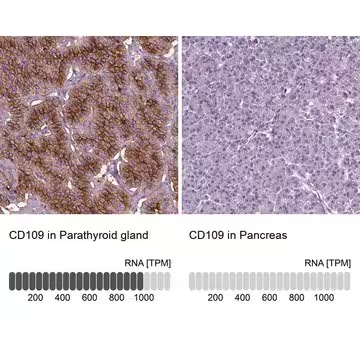 Anti-CD109 antibody produced in rabbit, 100 µL (HPA015723-100UL)