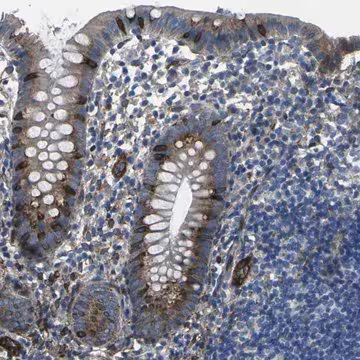 Anti-PDZD8 antibody produced in rabbit, 1 X 100 µL (HPA015716-100UL)