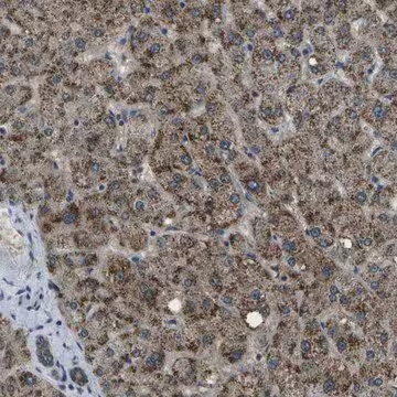 Anti-APOBEC4 antibody produced in rabbit, 1 X 100 µL (HPA015637-100UL)