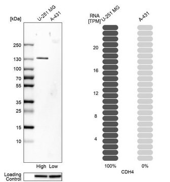 Anti-CDH4 antibody produced in rabbit, 1 X 100 µL (HPA015613-100UL)