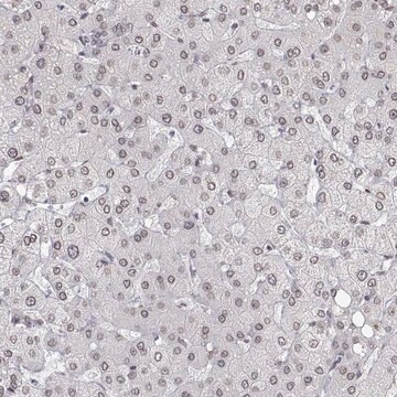 Anti-ZNF532 antibody produced in rabbit, 1 X 100 µL (HPA015322-100UL)