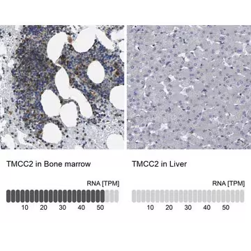 Anti-TMCC2 antibody produced in rabbit, 1 X 100 µL (HPA014254-100UL)