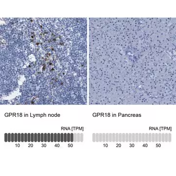 Anti-GPR18 antibody produced in rabbit, 1 X 100 µL (HPA013873-100UL)