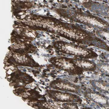 Anti-PCDHB5 antibody produced in rabbit, 1 X 100 µL (HPA013191-100UL)