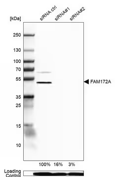 Anti-FAM172A antibody produced in rabbit, 1 X 100 µL (HPA012299-100UL)