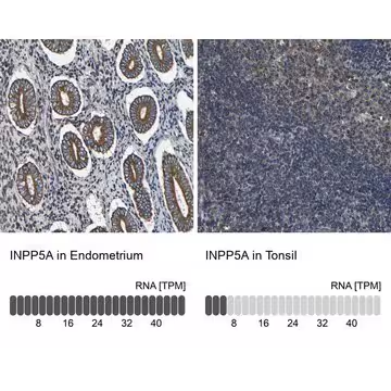 Anti-INPP5A antibody produced in rabbit, 1 X 100 µL (HPA012285-100UL)