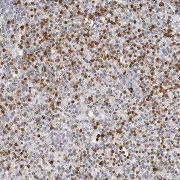 Anti-PRR12 antibody produced in rabbit, 1 X 100 µL (HPA011959-100UL)