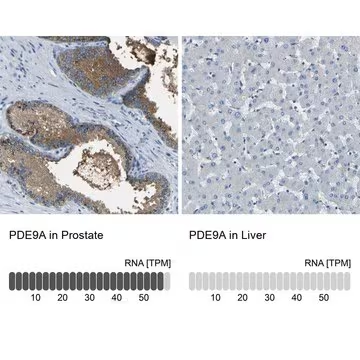 Anti-PDE9A antibody produced in rabbit, 1 X 100 µL (HPA011380-100UL)