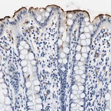 Anti-CA4 antibody produced in rabbit, 1 X 100 µL (HPA011089-100UL)