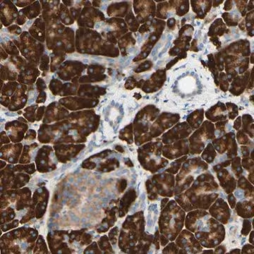Anti-DNAJB11 antibody produced in rabbit, 1 X 100 µL (HPA010814-100UL)