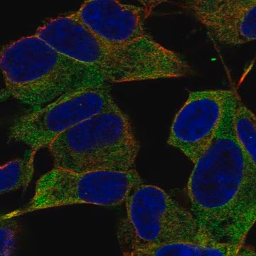Anti-IGSF9B antibody produced in rabbit, 100 µL (HPA010744-100UL)