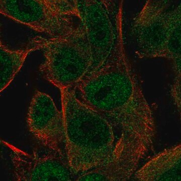 Anti-PCDHGA2 antibody produced in rabbit, 100 µL (HPA010580-100UL)