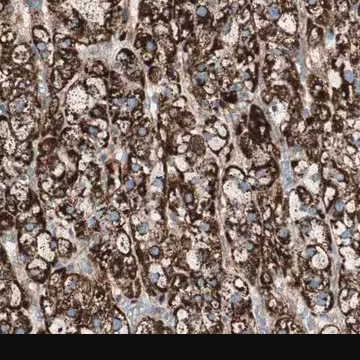 Anti-SRCIN1 antibody produced in rabbit, 1 X 100 µL (HPA009701-100UL)