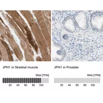 Anti-JPH1 antibody produced in rabbit, 1 X 100 µL (HPA008996-100UL)