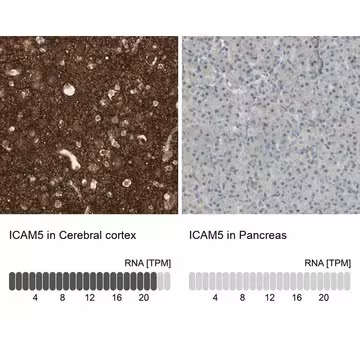 Anti-ICAM5 antibody produced in rabbit, 1 X 100 µL (HPA008943-100UL)