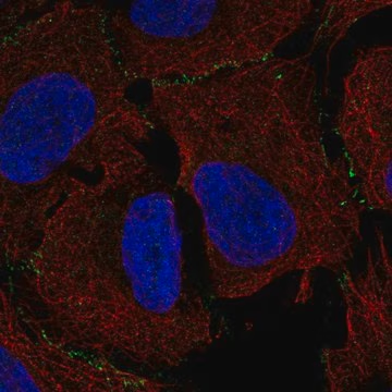 Anti-MAGI3 antibody produced in rabbit, 100 µL (HPA008444-100UL)
