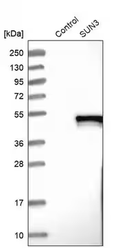 Anti-SUN3 antibody produced in rabbit, 1 X 100 µL (HPA008344-100UL)
