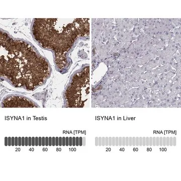 Anti-ISYNA1 antibody produced in rabbit, 1 X 100 µL (HPA008232-100UL)