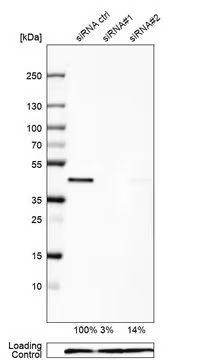 Anti-UBE2Z antibody produced in rabbit, 1 X 100 µL (HPA007922-100UL)