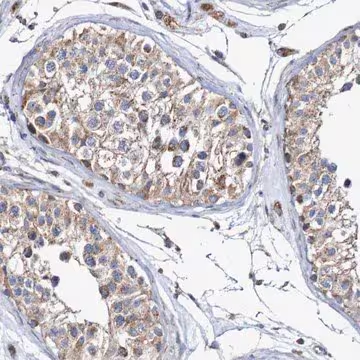 Anti-MMEL1 antibody produced in rabbit, 1 X 100 µL (HPA007876-100UL)