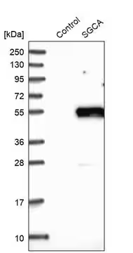 Anti-SGCA antibody produced in rabbit, 1 X 100 µL (HPA007537-100UL)