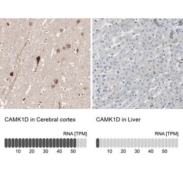 Anti-CAMK1D antibody produced in rabbit, 1 X 100 µL (HPA007266-100UL)