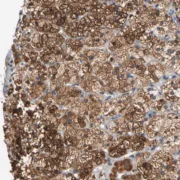 Anti-CNST antibody produced in rabbit, 1 X 100 µL (HPA007225-100UL)