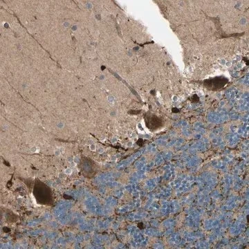 Anti-PTPN12 antibody produced in rabbit, 1 X 100 µL (HPA007097-100UL)