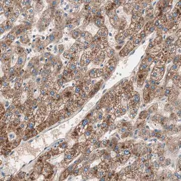 Anti-HPN antibody produced in rabbit, 1 X 100 µL (HPA006804-100UL)