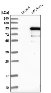 Anti-ZSCAN12 antibody produced in rabbit, 1 X 100 µL (HPA006637-100UL)