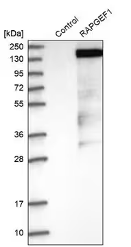 Anti-RAPGEF1 antibody produced in rabbit, 1 X 100 µL (HPA006426-100UL)