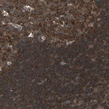 Anti-NFKBIE antibody produced in rabbit, 1 X 100 µL (HPA005941-100UL)